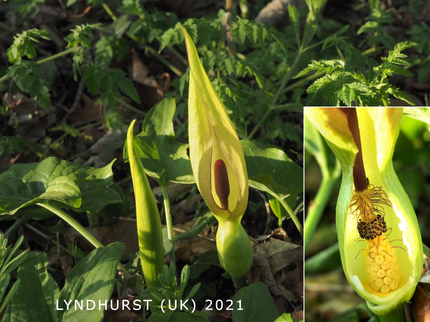 Cuckoo-pint flower